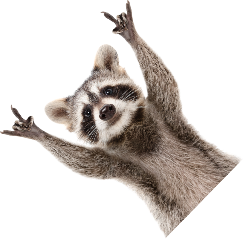 raccoon hands up3 1 1 1 1