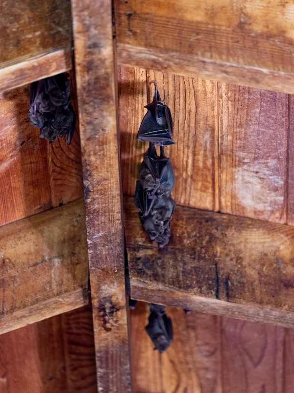 A group of bats roosting inside an attic, a telltale sign of infestation. We remove bats from attics by using exclusion techniques to safely relocate them.