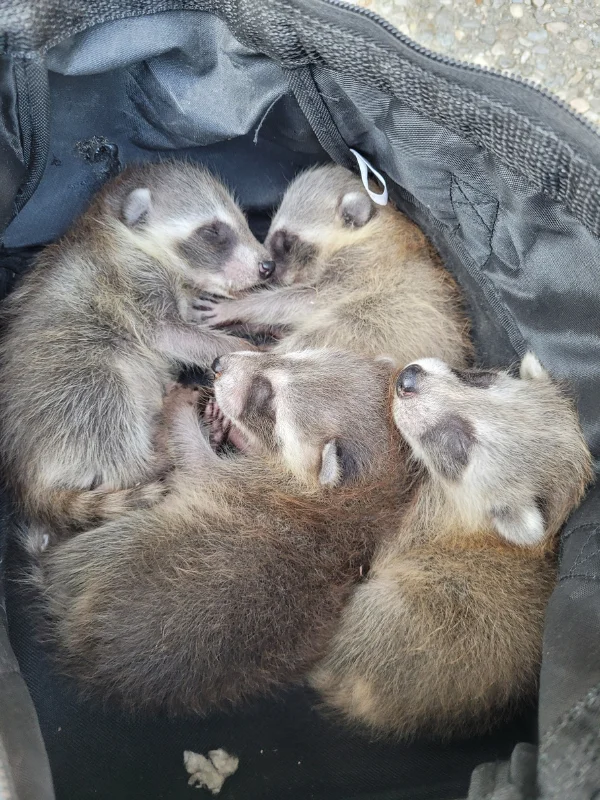Safely relocating baby raccoons as part of our humane raccoon trapping process. We ensure wildlife is carefully removed and released in compliance with Ontario regulations.