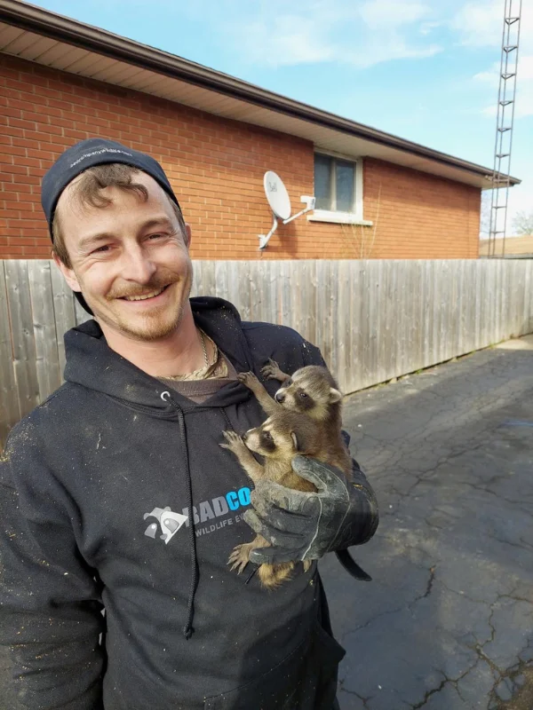 A wildlife technician safely holding baby raccoons during a removal service. Humane raccoon control ensures safe handling and relocation.