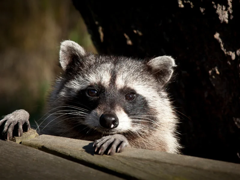 A raccoon peeks over a wooden fence, a sign of backyard intrusions. We provide raccoon removal solutions to prevent home damage.