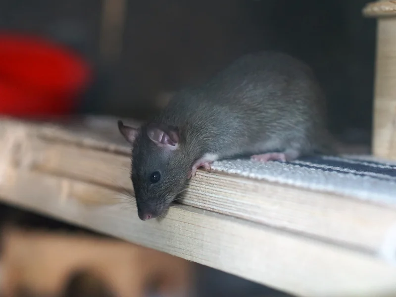 Professional rat removal service for homes dealing with infestations. Expert technicians safely trap and remove rodents, preventing damage and contamination in attics, basements, and crawlspaces.