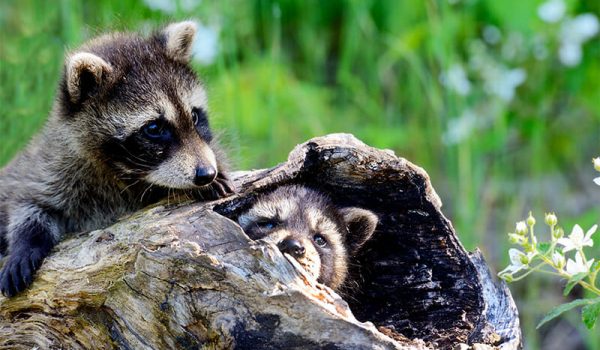 The raccoon baby season is here in April! Read this wildlife blog to learn what you can do to keep your property safe.