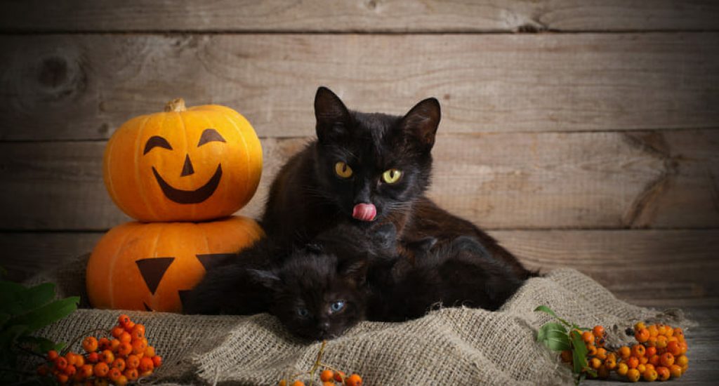 Bad Company Wildlife Eviction goes over the real stories behind the animals that symbolize Halloween.