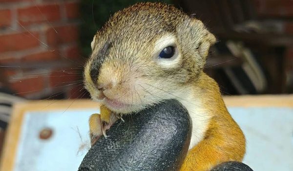 baby-squirrels-video