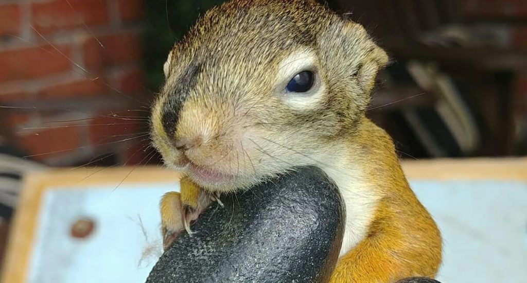 baby-squirrels-video