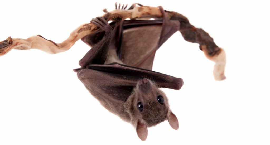 Egyptian fruit bat or rousette, Rousettus aegyptiacus. on white background