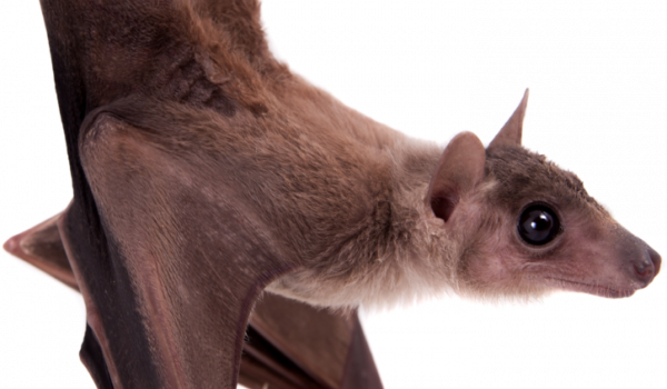 bat-form-1.png