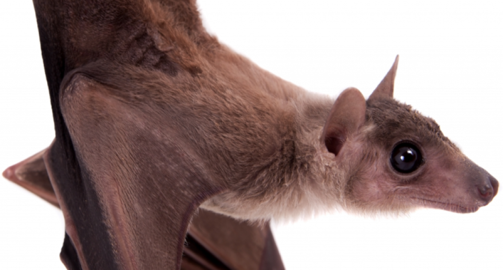 bat-form-1.png