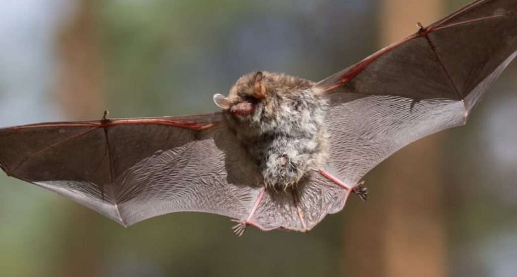 If you need bat removal in Ontario, Bad Company Wildlife Eviction offers humane and effective eviction services.