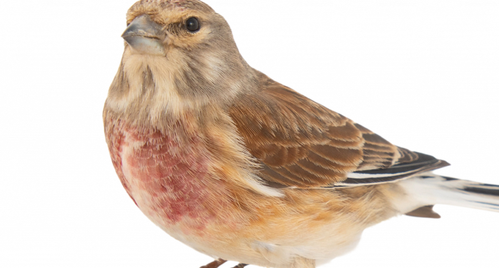 birds-web3