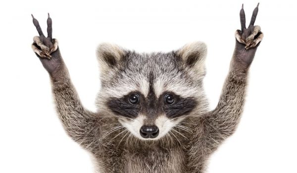 Safe and humane raccoon removal gets the seal of approval from this raccoon!