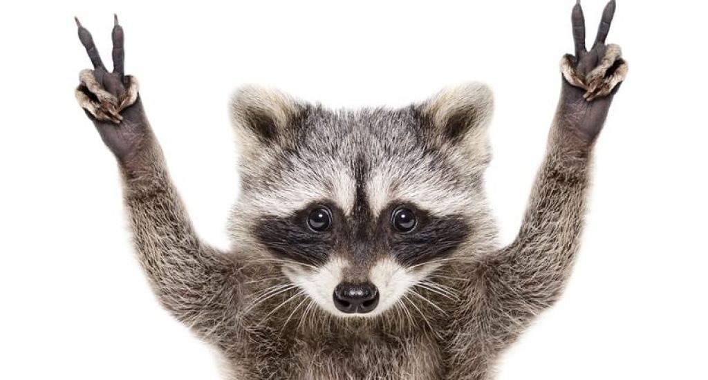 Safe and humane raccoon removal gets the seal of approval from this raccoon!