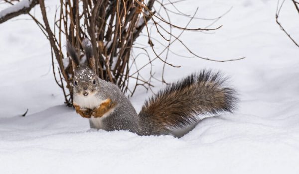 Keep wildlife out of your home this winter with a few easy tips!