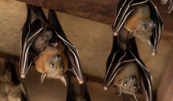 If bats have taken up residence in your home or property, Bad Company Wildlife Eviction Specialists offers safe and humane bat removal services.