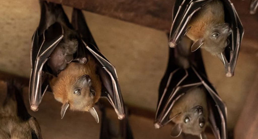 If bats have taken up residence in your home or property, Bad Company Wildlife Eviction Specialists offers safe and humane bat removal services.