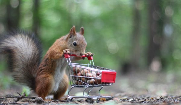 If squirrels have taken up residence in your home or property, Bad Company Wildlife Eviction offers safe and humane squirrel removal services.