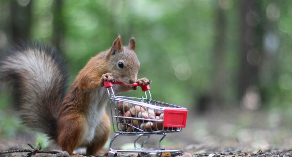 If squirrels have taken up residence in your home or property, Bad Company Wildlife Eviction offers safe and humane squirrel removal services.