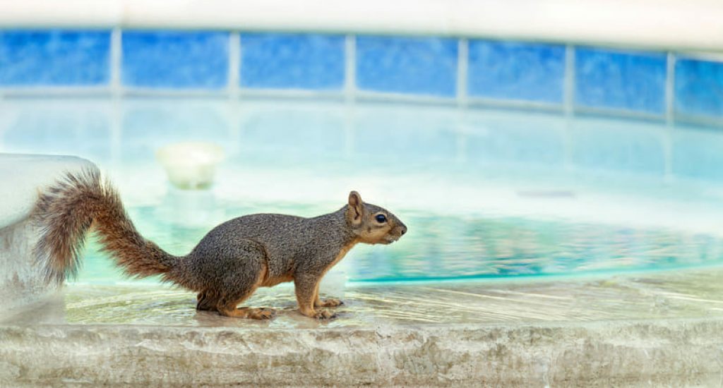 Bad Company Wildlife Eviction responds to the question “How do I keep wildlife out of a pool?"