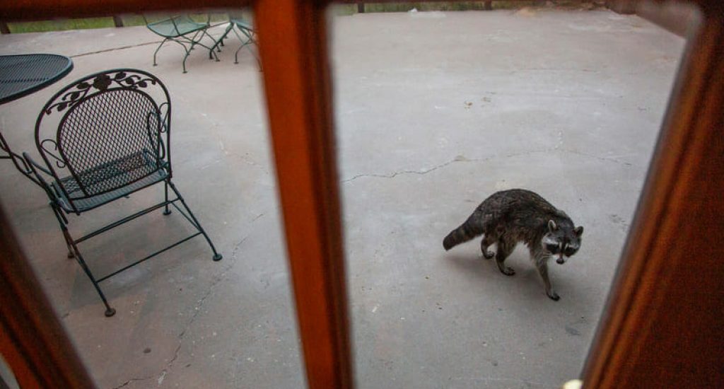 If you can keep wildlife out of your yard, you’re less likely to find them in your home!