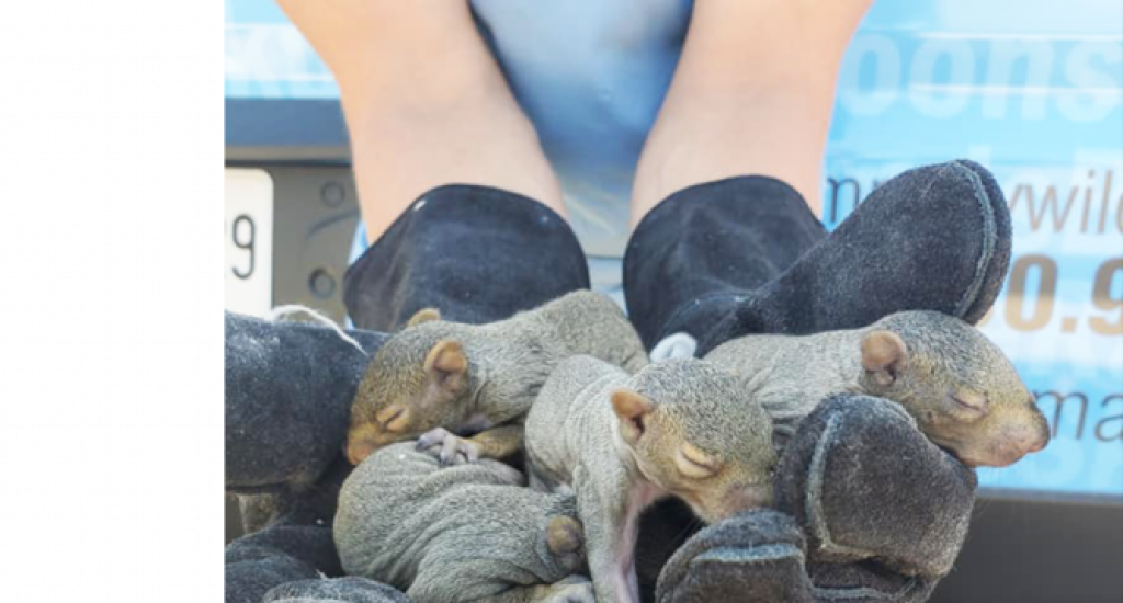 matt-squirrels