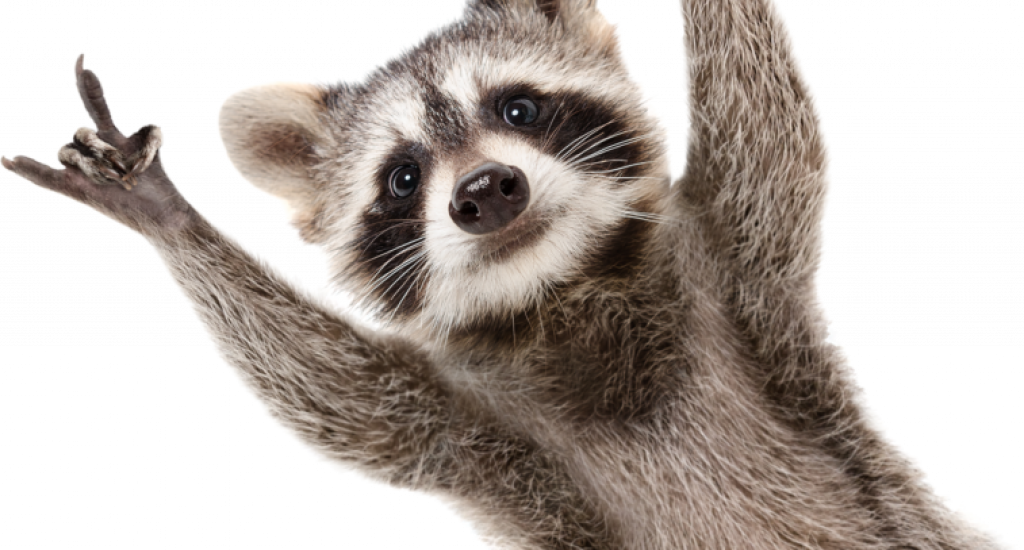 raccoon-hands-up2