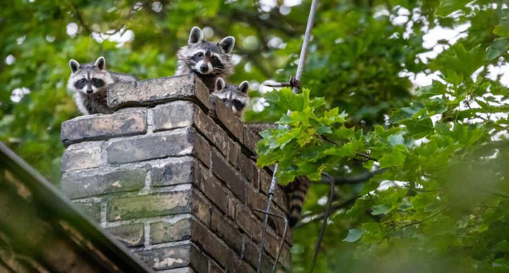 raccoon-video